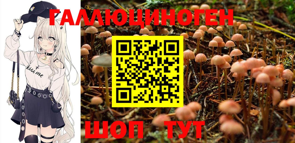закладки  Вход с VPN  Губкин  Псилоцибиновые грибы Psilocybine cubensis  Галлюциногенные грибы Magic Shrooms 